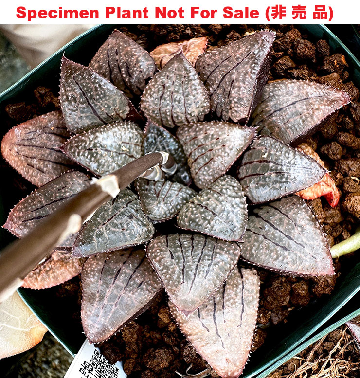 Hyb-498 H. hyb 'Black Goosebump', 10 seeds, 2025 Hyb-498 H. hyb 'Black Goosebump', 10 seeds, 2025