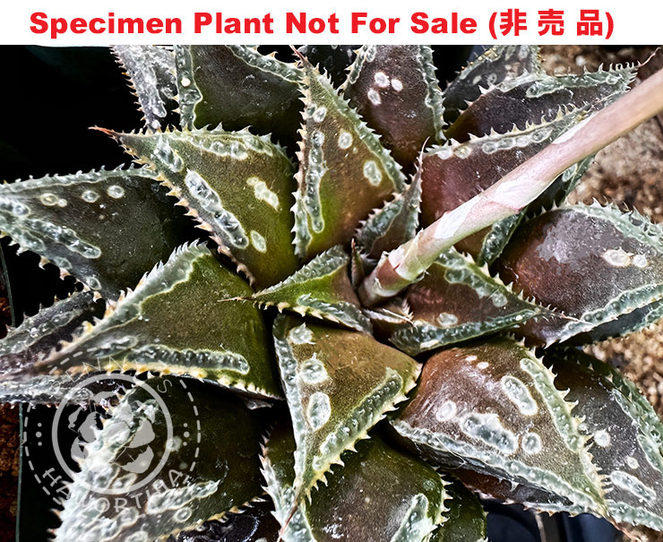 Hyb-543 H. hyb 'Black Knight' seedling, 10 seeds, 2025