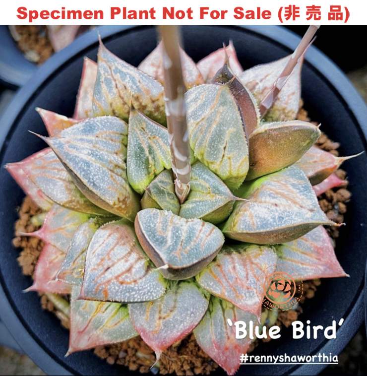 Hyb-597 H. hyb 'Blue Bird', 10 seeds, 2025