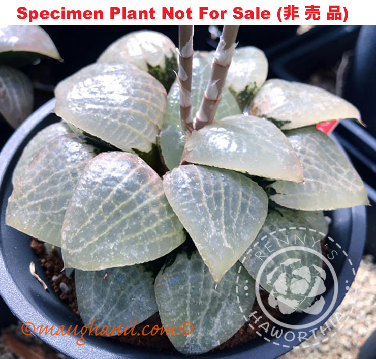 Hyb-304 H. cv 'Blue Haze', 10 seeds, 2025 Hyb-304 H. cv 'Blue Haze', 10 seeds, 2025