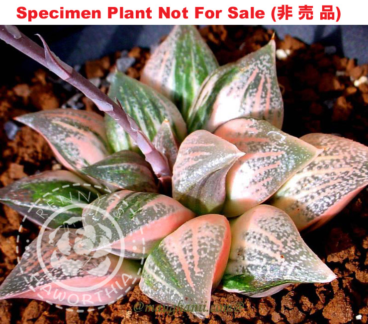 SE-630 H. cv 'Calcifer' variegate, 10 seeds, 2025