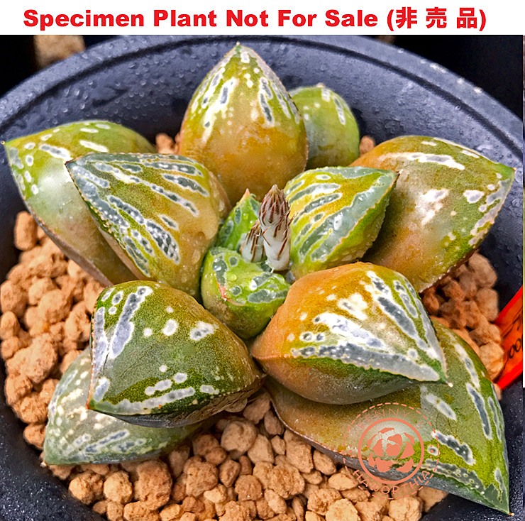 Hyb-454 H. hyb 'Cellardoor', 10 seeds, 2025 Hyb-454 H. hyb 'Cellardoor', 10 seeds, 2025