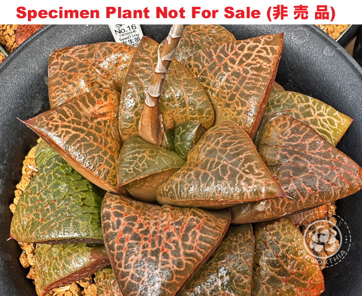 Hyb-914 H. hyb 'Chonk' (No.16 7/24), 10 seeds, 2025
