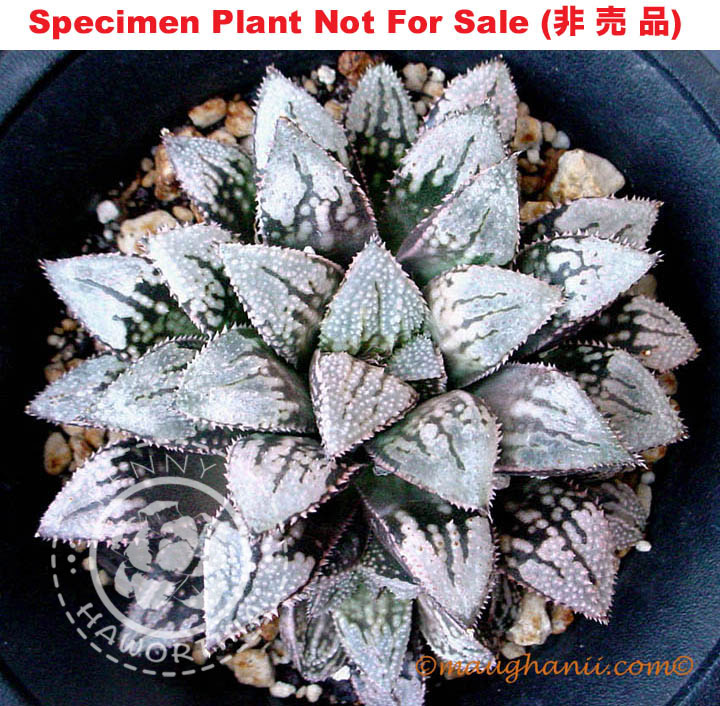 Hyb-598 H. cv 'Christmas Light', 10 seeds, 2025