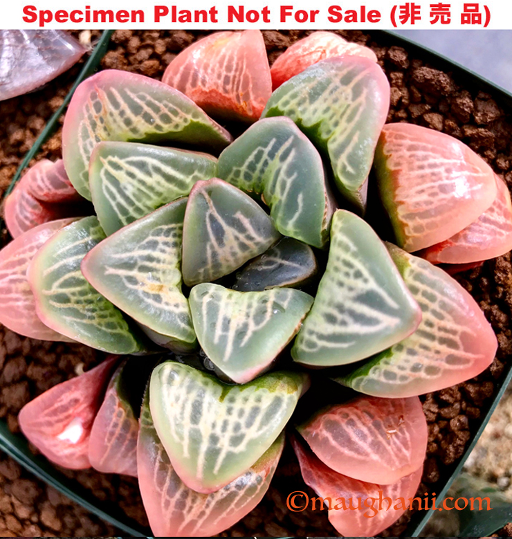Hyb-319 H. hyb 'Chrysler Tower', 10 seeds, 2025 Hyb-319 H. hyb 'Chrysler Tower', 10 seeds, 2025