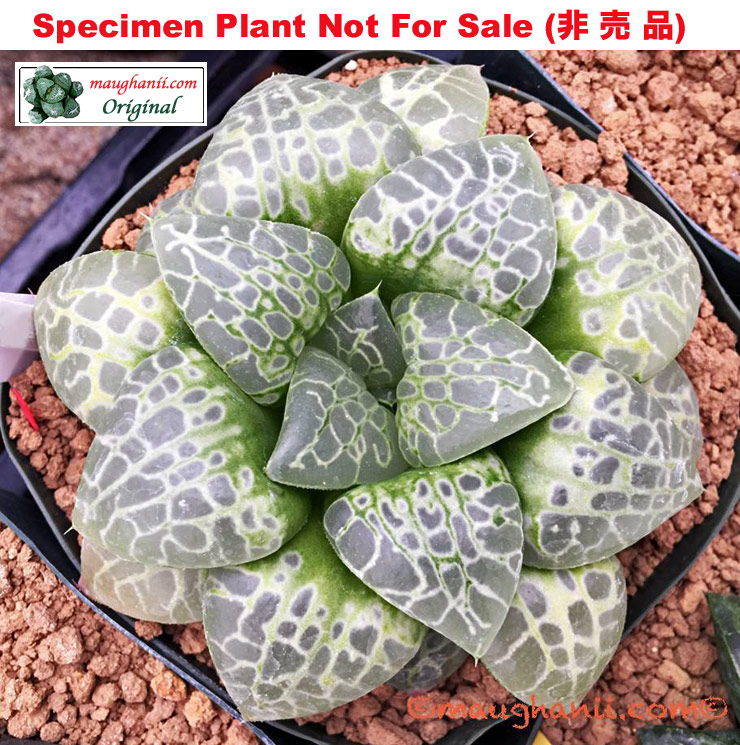 Hyb-235 H. hyb 'Circle Of Life', 10 seeds, 2025