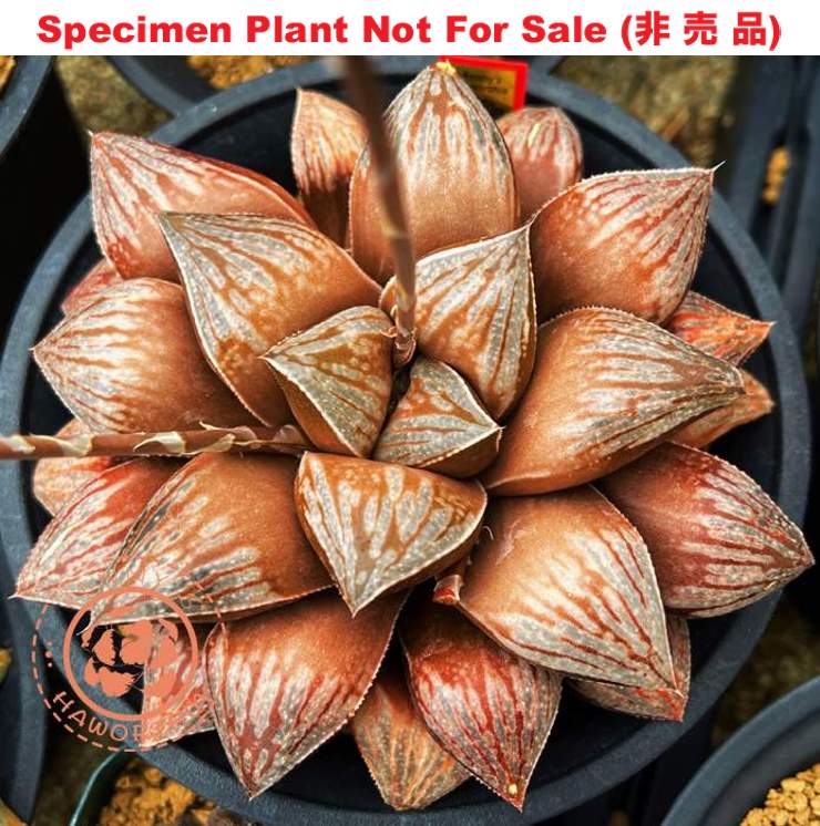 Hyb-496 H. hyb 'Coffee Bean', 10 seeds, 2025 Hyb-496 H. hyb 'Coffee Bean', 10 seeds, 2025