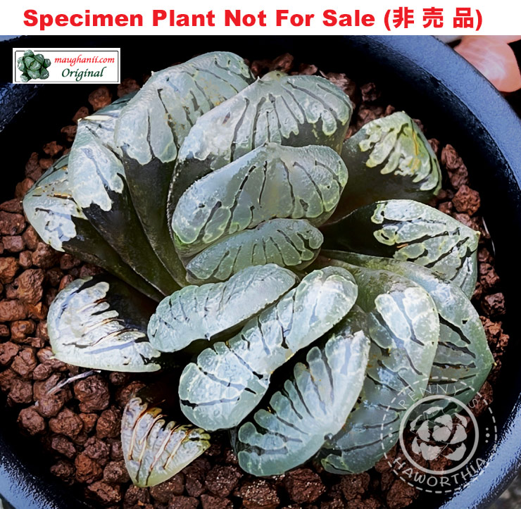 Hyb-471 H. hyb 'Croissant', 10 seeds, 2025 Hyb-471 H. hyb 'Croissant', 10 seeds, 2025