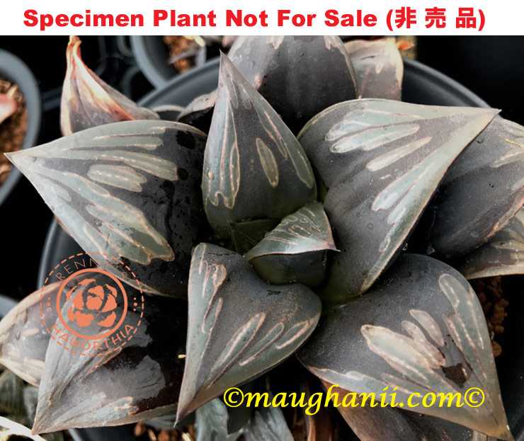Hyb-218 H. hyb 'Daimajin', 10 seeds, 2025 Hyb-218 H. hyb 'Daimajin', 10 seeds, 2025