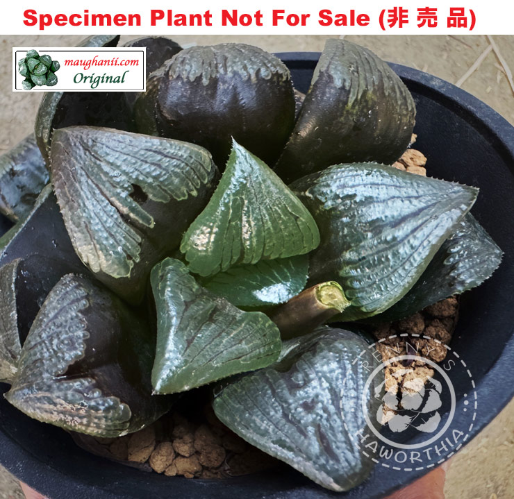 Hyb-491 H. hyb 'Daimajin' x 'King Kong', 10 seeds, 2025 Hyb-491 H. hyb 'Daimajin' x 'King Kong', 10 seeds, 2025