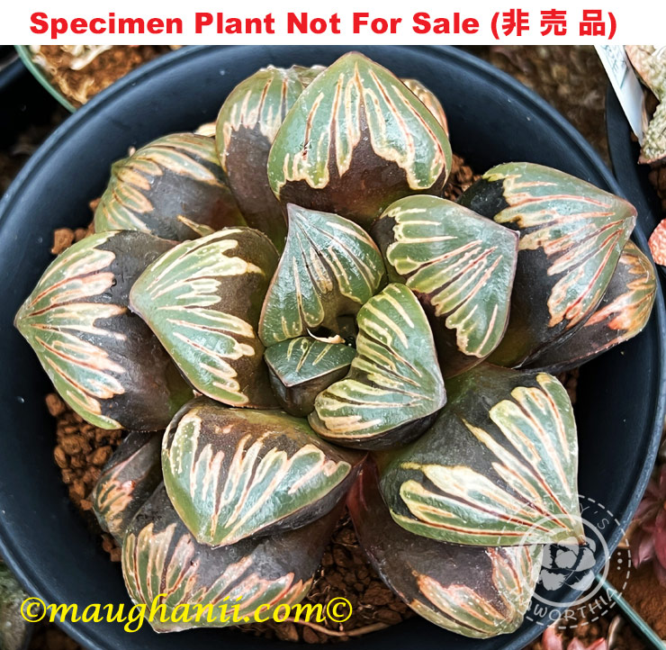 Hyb-333 H. hyb 'Daimarilyn', 10 seeds, 2025 Hyb-333 H. hyb 'Daimarilyn', 10 seeds, 2025