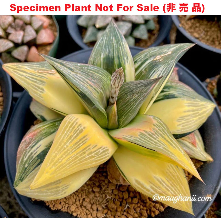 SE-648 H. cv 'Darth Vader' variegate, 10 seeds, 2025