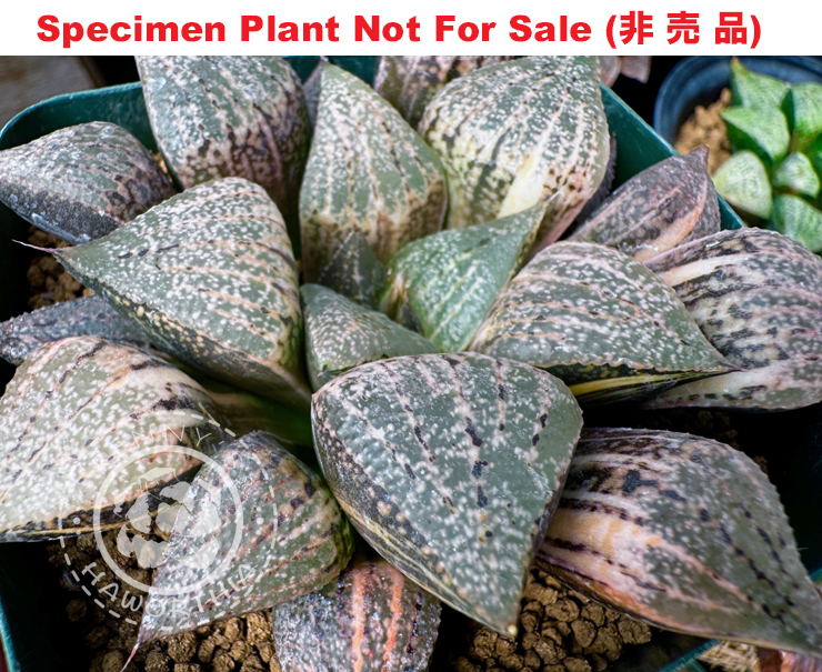 SE-687 H. hyb 'Deep Blue' variegate, 10 seeds, 2025