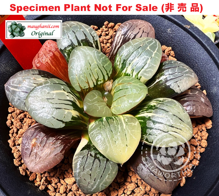 SE-659 H. hyb 'Dory' variegate, 10 seeds, 2025