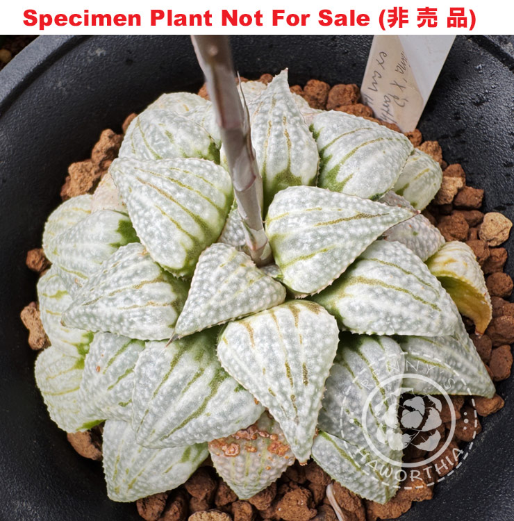 Hyb-589 H. hyb 'Drew White', 10 seeds, 2025