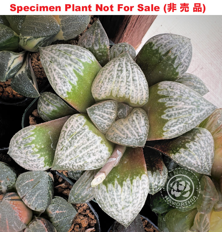 Hyb-917 H. hyb 'Drew White' x 'Diana', 10 seeds, 2025