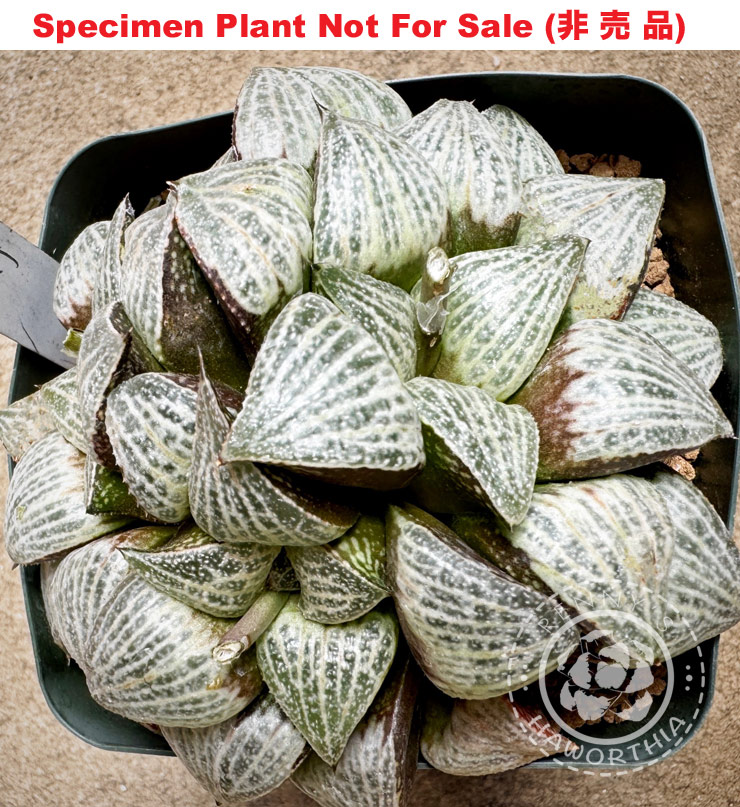 Hyb-534 H. hyb 'Elf', 10 seeds, 2025