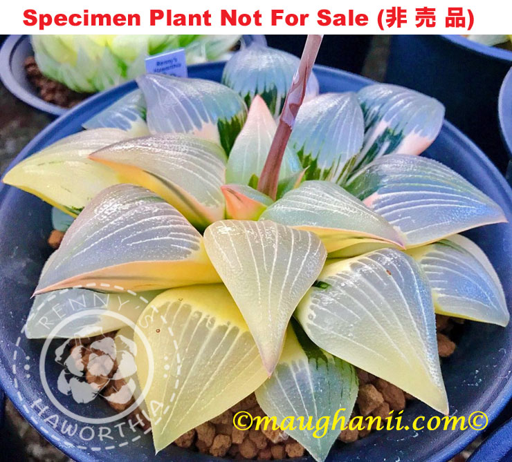 SE-662 H. hyb 'Easter' variegate, 10 seeds, 2025