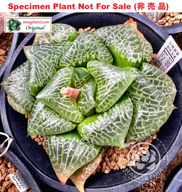 Hyb-330 H. comcore 'Electra' (RS669-2014), 10 seeds, 2025 Hyb-330 H. comcore 'Electra' (RS669-2014), 10 seeds, 2025
