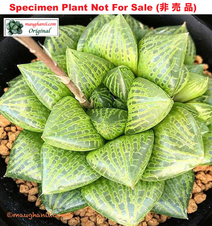 Hyb-514 H. hyb 'Enoshima', 10 seeds, 2025 Hyb-514 H. hyb 'Enoshima', 10 seeds, 2025