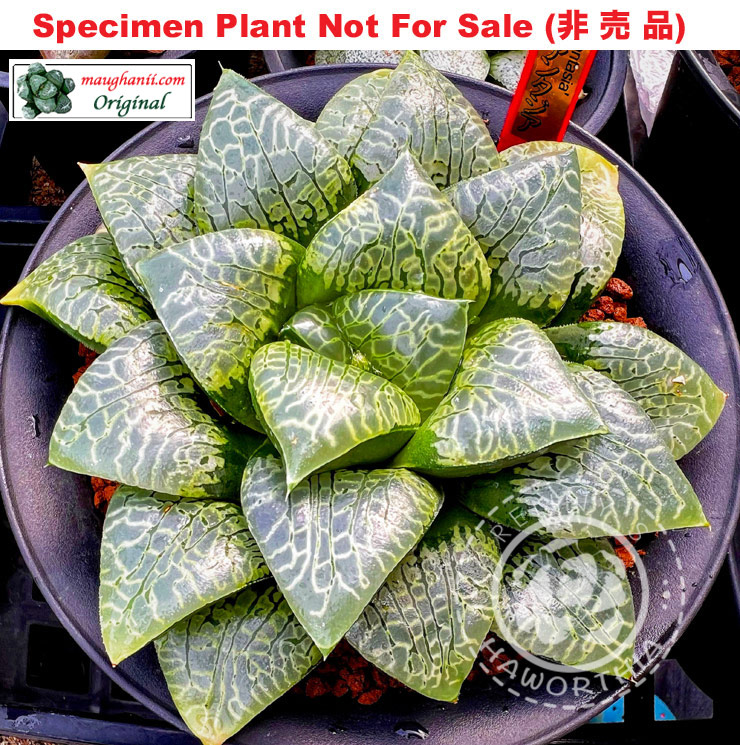 Hyb-300 H. cv 'Fantasia', 10 seeds, 2025