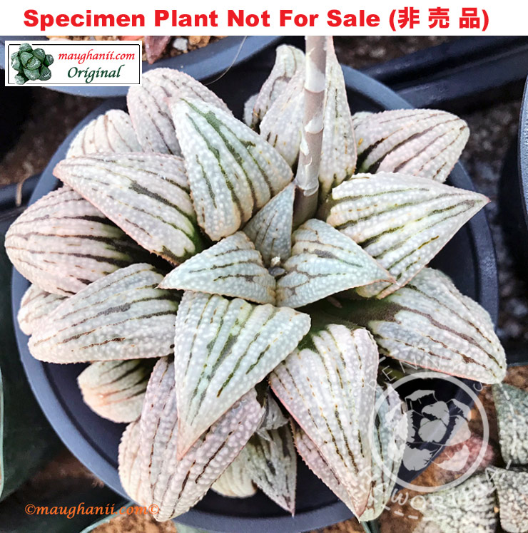 Hyb-517 H. hyb 'Maximus', 10 seeds, 2025 Hyb-517 H. hyb 'Maximus', 10 seeds, 2025