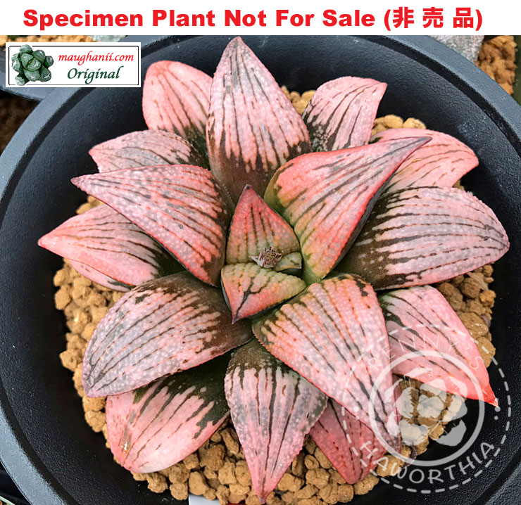 Hyb-537 H. hyb 'Shuseki' (GM-013), 10 seeds, 2025