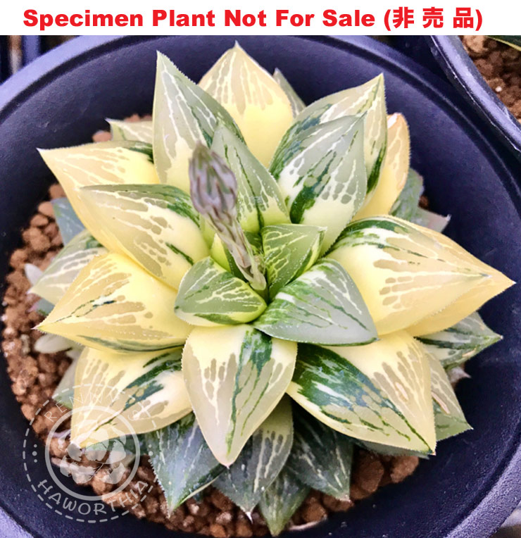 SE-605 H. hyb 'Geraldii' variegate, 10 seeds, 2025