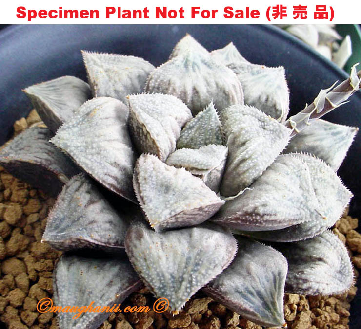 Hyb-349 H. hyb 'Ginsekai', 10 seeds, 2025 Hyb-349 H. hyb 'Ginsekai', 10 seeds, 2025