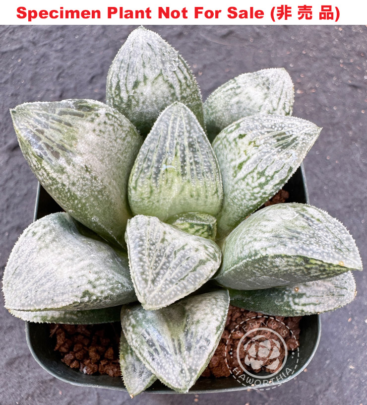 Hyb-928 H. hyb 'Ginsekai Hyb', 10 seeds, 2025