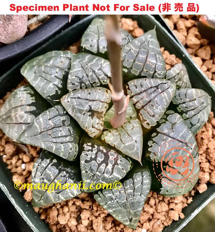Hyb-506 H. hyb 'Gold Spun', 10 seeds, 2025 Hyb-506 H. hyb 'Gold Spun', 10 seeds, 2025