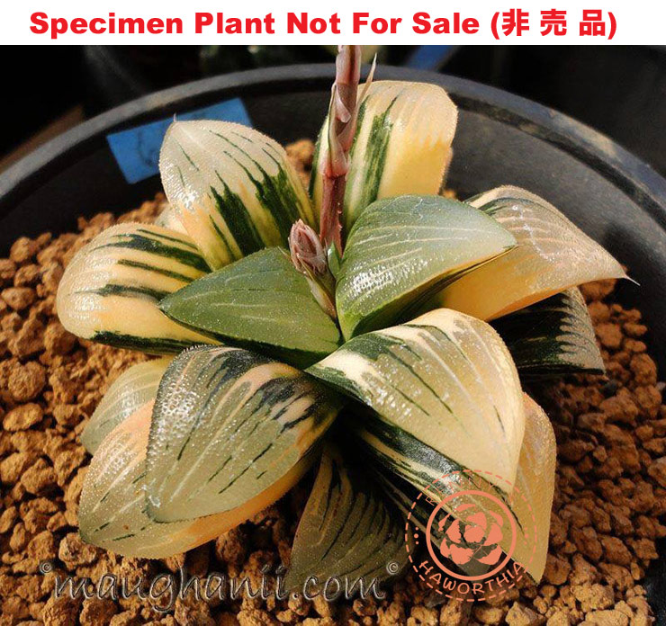 SE-660 H. hyb 'Goldfish' variegate, 10 seeds, 2025