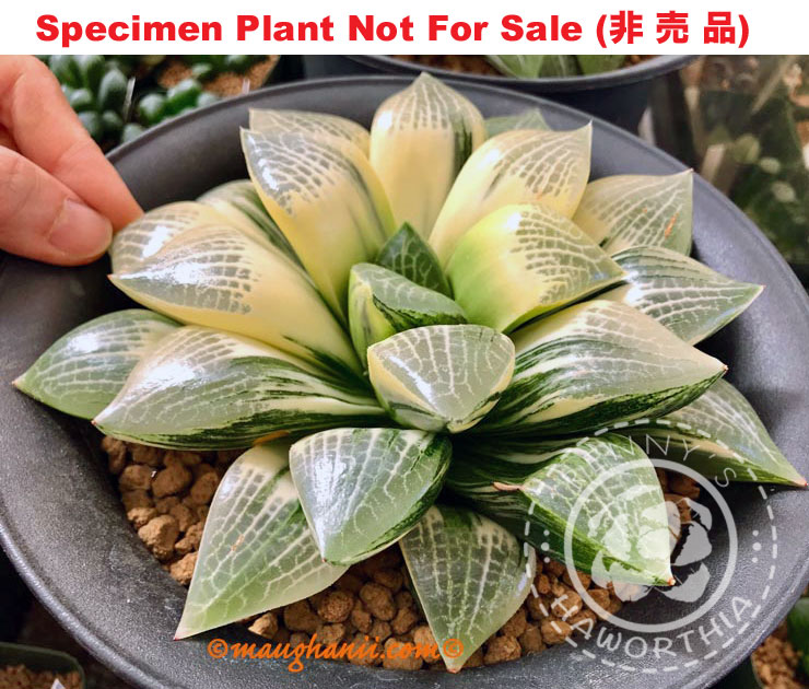 SE-646 H. hyb 'Goliath' variegate, 10 seeds, 2025