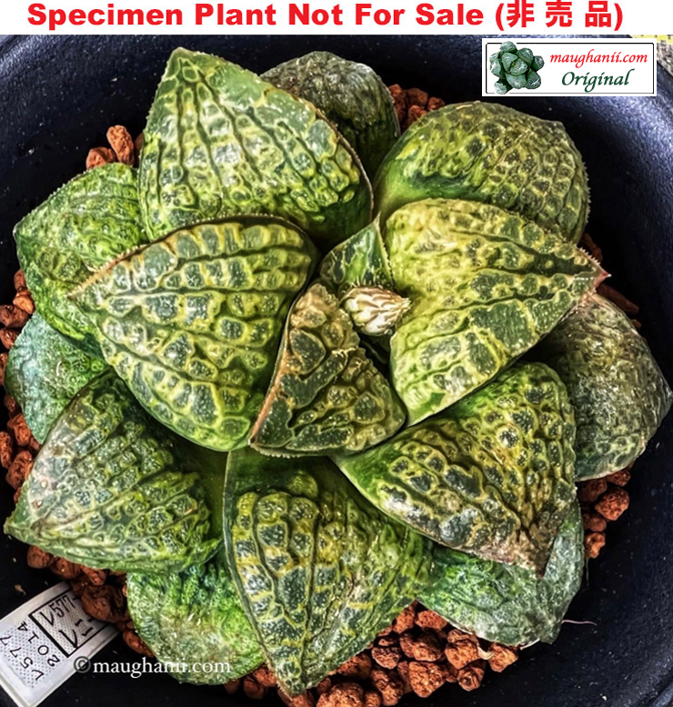 Hyb-397 H. hyb 'Green Ogre' (RS577-2014), 10 seeds, 2025 Hyb-397 H. hyb 'Green Ogre' (RS577-2014), 10 seeds, 2025