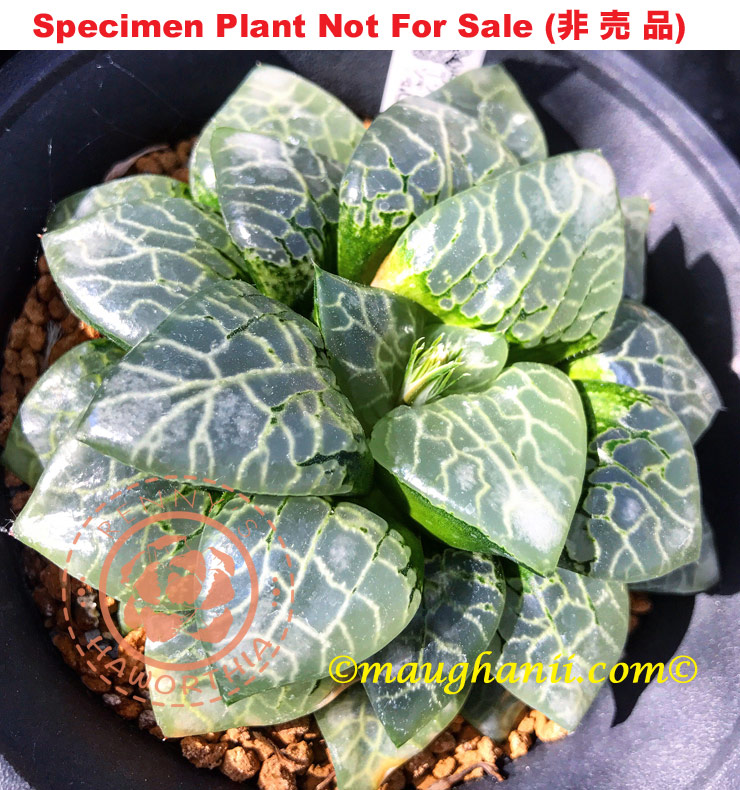 Hyb-325 H. hyb 'Green Phantom', 10 seeds, 2025 Hyb-325 H. hyb 'Green Phantom', 10 seeds, 2025