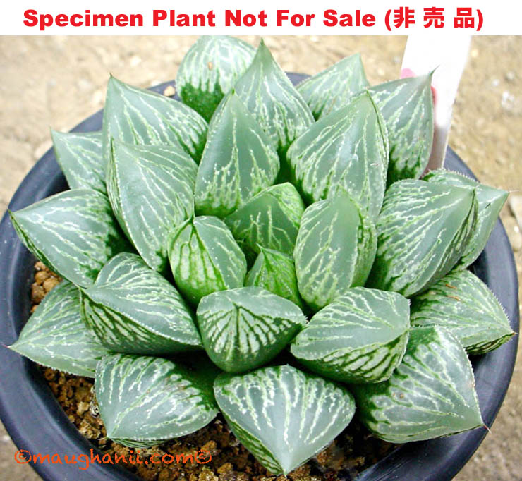 Hyb-574 H. hyb 'Green Woodii', 10 seeds, 2025