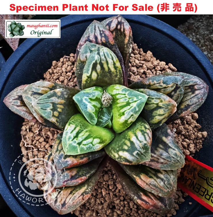 Hyb-934 H. hyb 'Greenland', 10 seeds, 2025