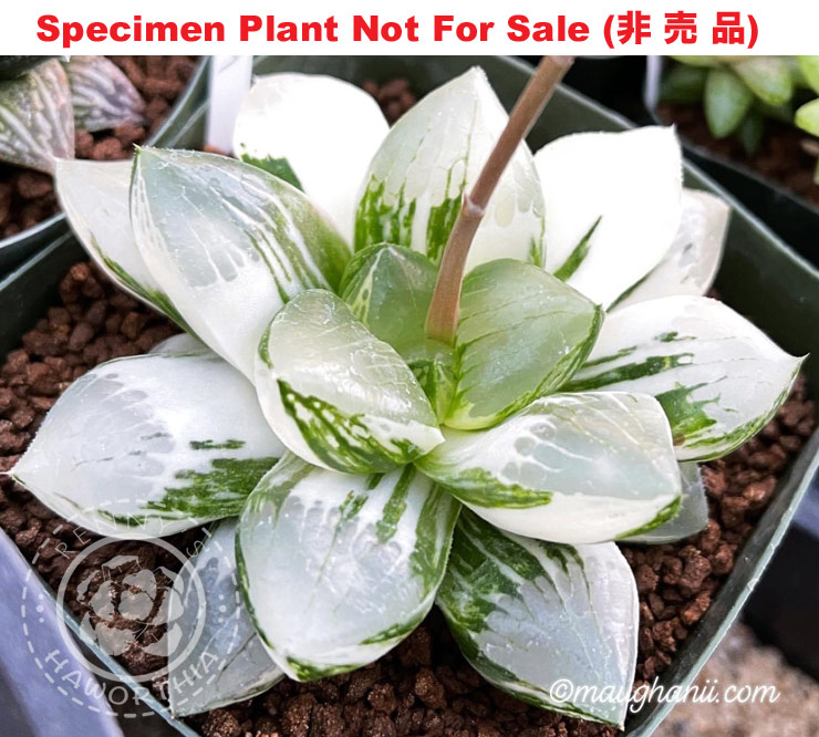 SE-610 H. hyb 'Gwiyomi' variegate, 10 seeds, 2025