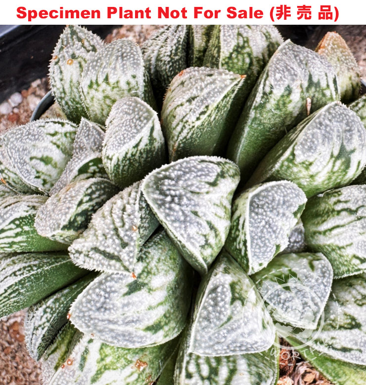 Hyb-918 H. hyb 'Hakuja hyb', 10 seeds, 2025