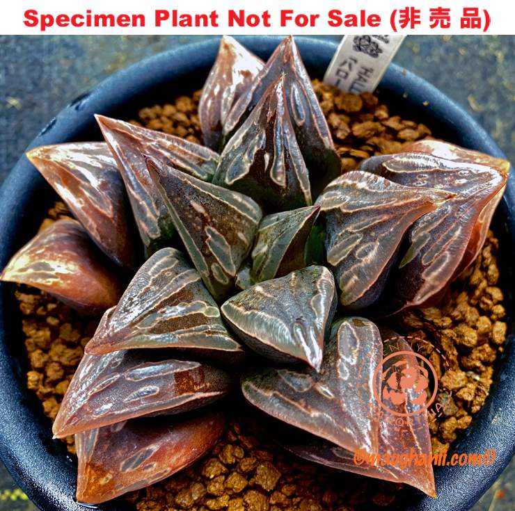 Hyb-402 H. cv 'Halloween', 10 seeds, 2025