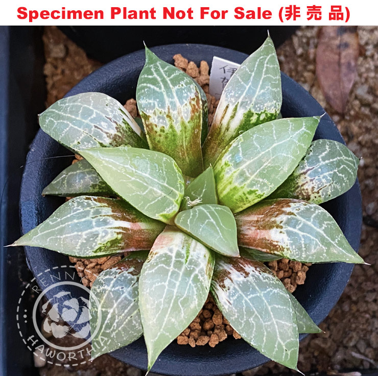 SE-609 H. hyb 'Iga' variegate, 10 seeds, 2025