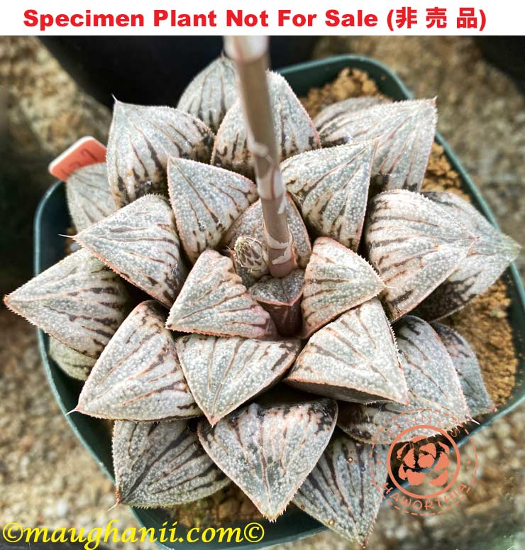Hyb-202 H. cv 'Imperial', 10 seeds, 2025 Hyb-202 H. cv 'Imperial', 10 seeds, 2025
