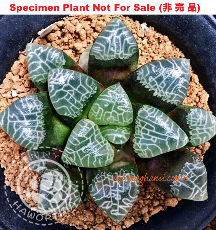 Hyb-258 H. correcta 'Izack', 10 seeds, 2025