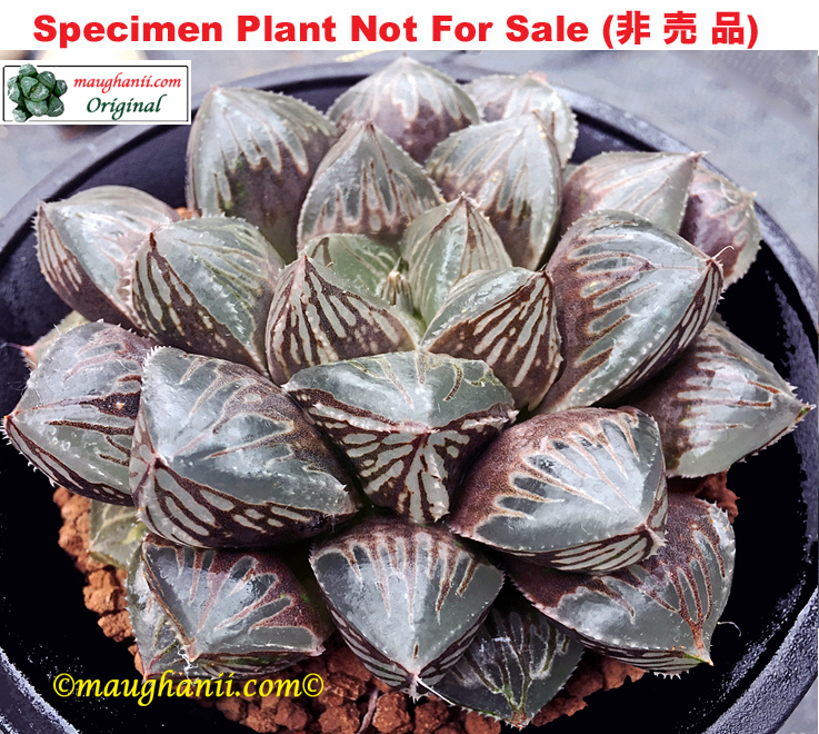 Hyb-466 H. obtusa 'Jewel', 10 seeds, 2025 Hyb-466 H. obtusa 'Jewel', 10 seeds, 2025