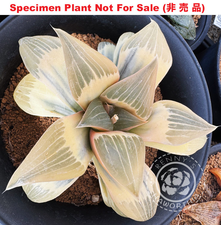 SE-674 H. hyb 'Juhoden' reverse variegate, 10 seeds, 2025