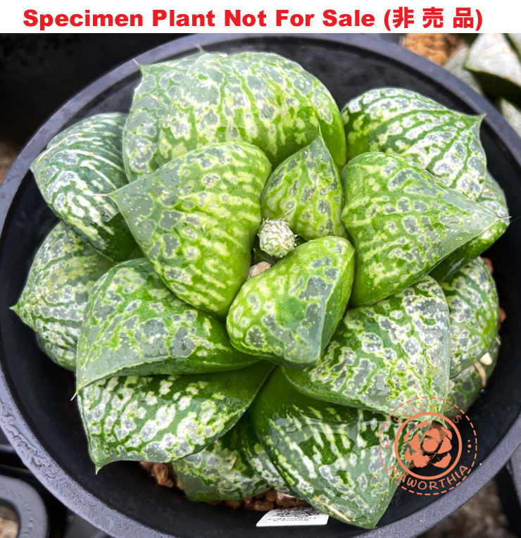 Hyb-213 H. cv 'Kamen Butoukai', 10 seeds, 2025 Hyb-213 H. cv 'Kamen Butoukai', 10 seeds, 2025
