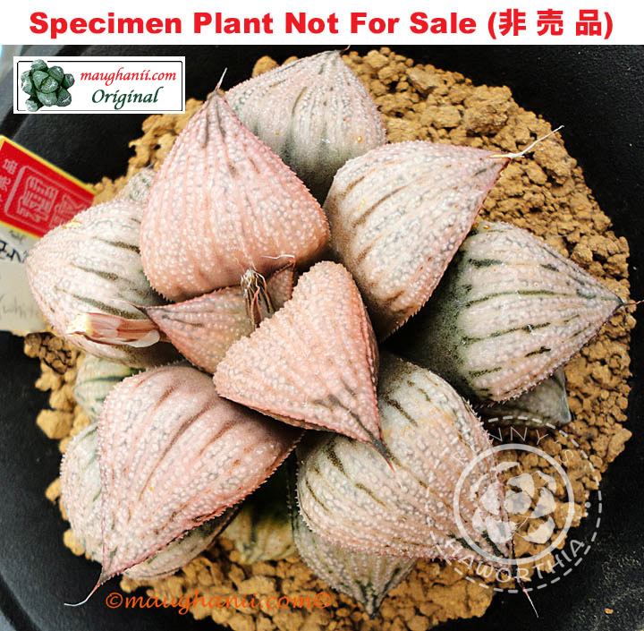 Hyb-932 H. hyb 'Kazunomiya', 10 seeds, 2025