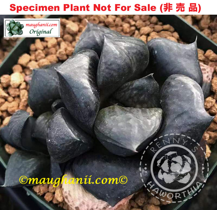 Hyb-585 H. cv 'King Kong', 10 seeds, 2025