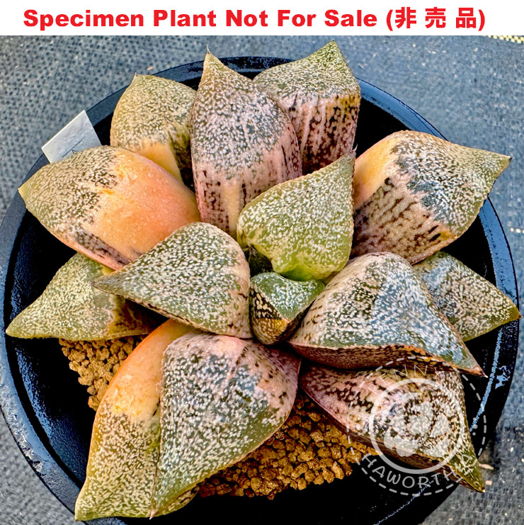 SE-628 H. hyb 'Koala' variegate, 10 seeds, 2025