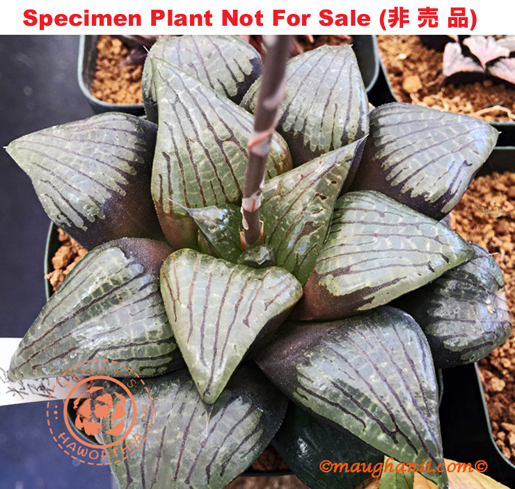 Hyb-226 H. cv 'Koukiden', 10 seeds, 2025